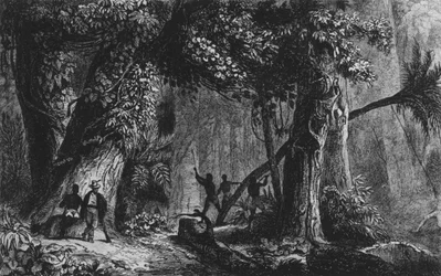 Apertura del bosque de 